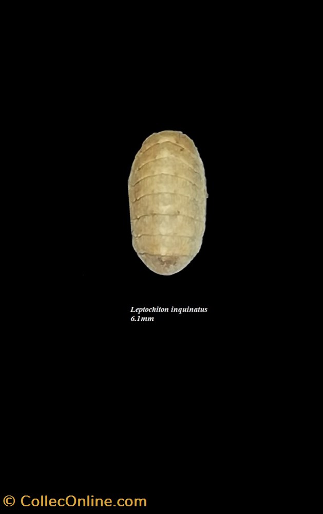 Leptochiton inquinatus 6.1mm coquillage fossile polyplacophora leptochiton inquinatus 6 1mm