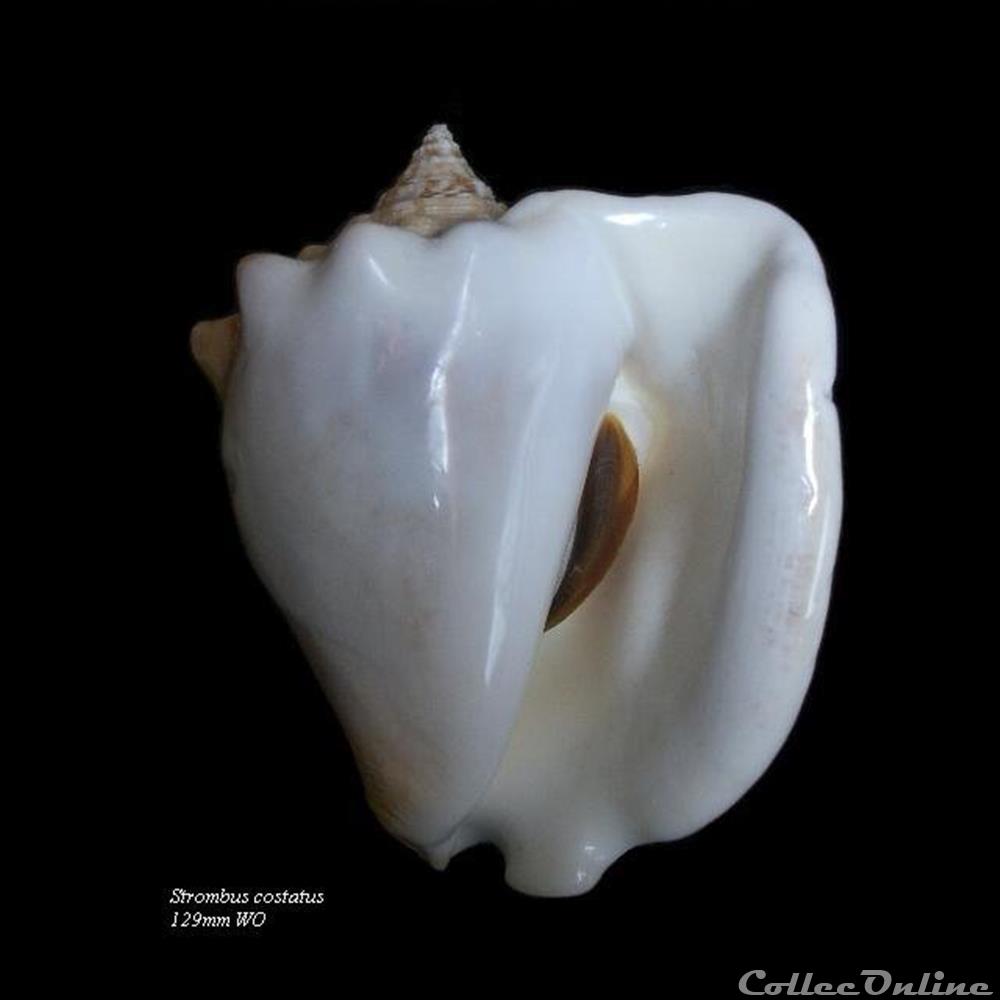 coquillage fossile gastropodum strombus costatus 129mm wo