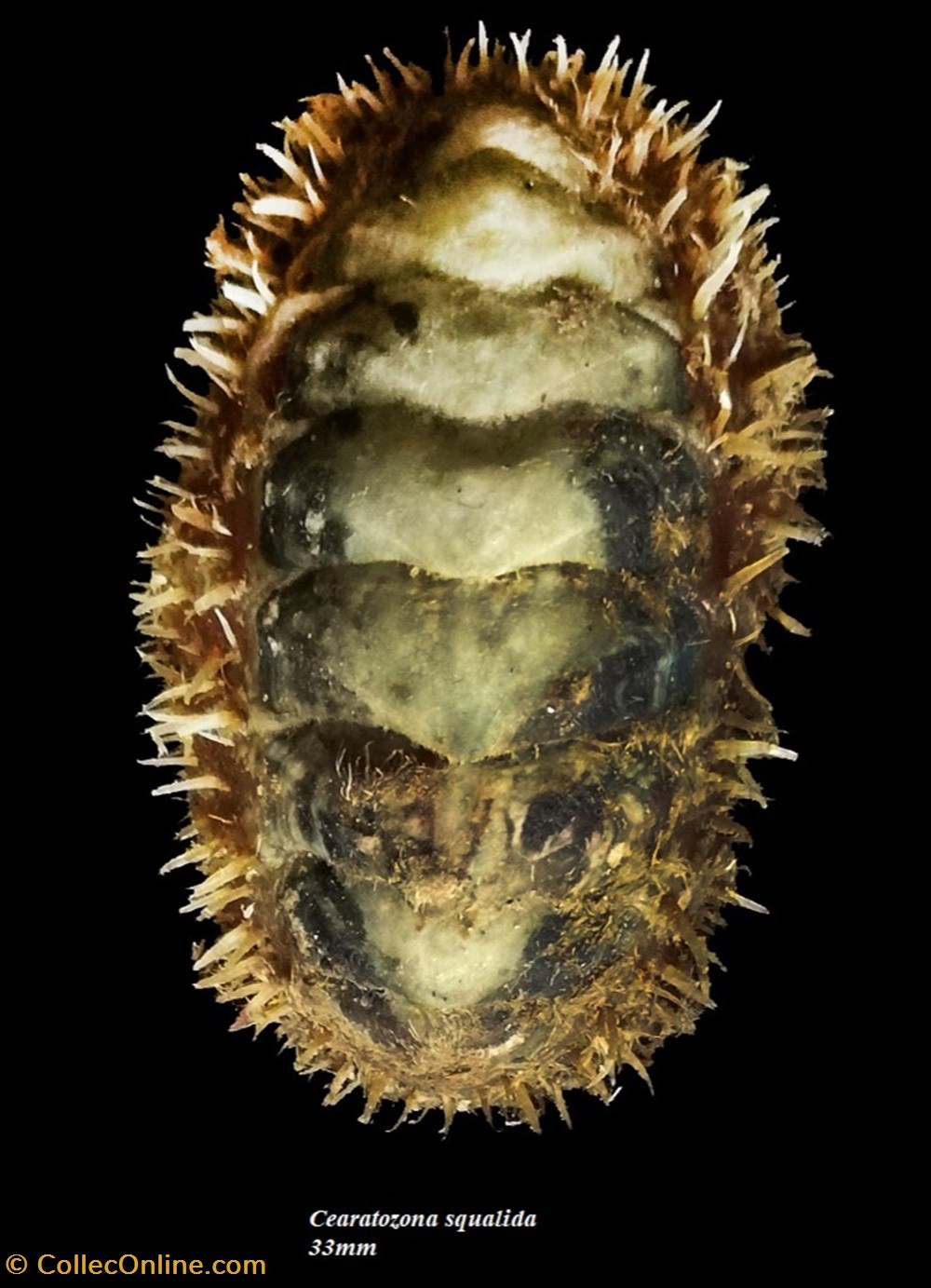 Ceratozona squalida 33mm coquillages fossiles polyplacophora ceratozona squalida 33mm