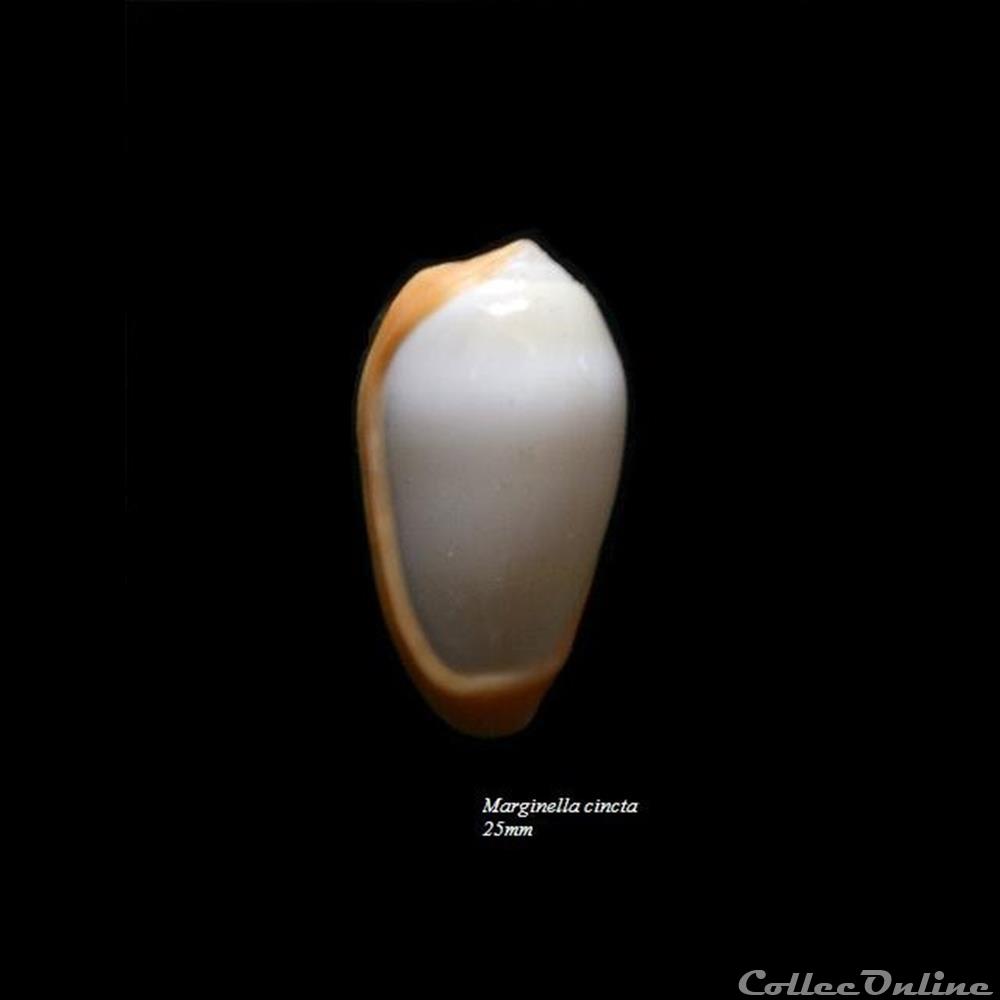 Marginella cincta 25mm coquillage fossile gastropodum marginella cincta 25mm