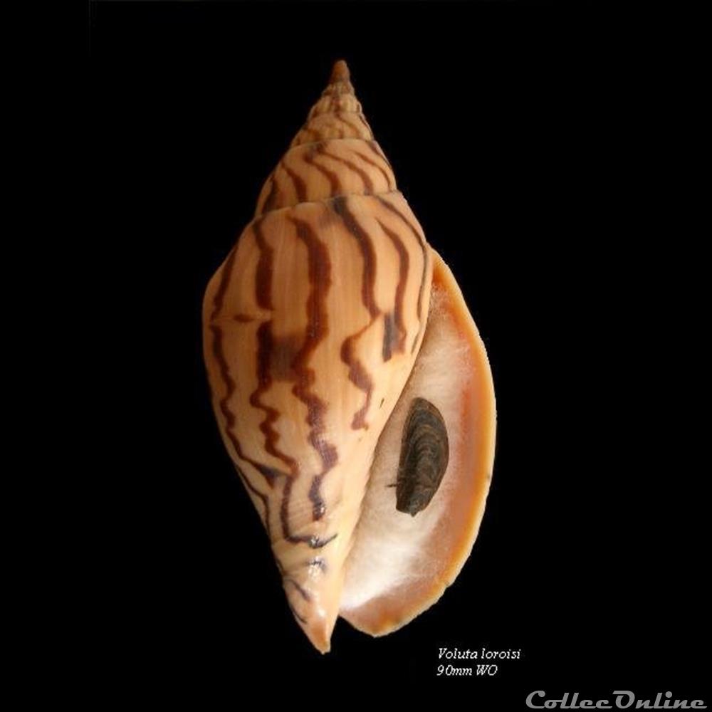 Voluta loroisi 90mm WO coquillage fossile gastropodum voluta loroisi 90mm wo