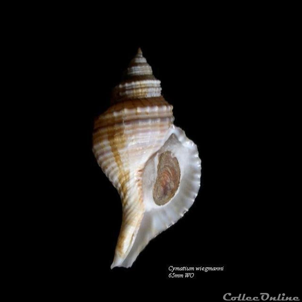 coquillage fossile gastropodum cymatium wiegmanni 65mm wo