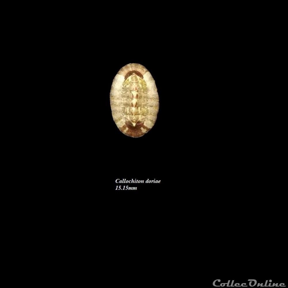 Callochiton doriae 15.15mm coquillage fossile polyplacophora callochiton doriae 15 15mm