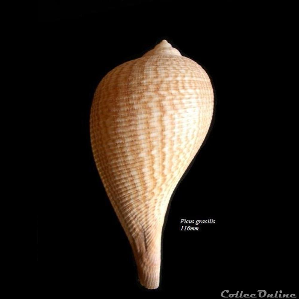 Ficus gracilis 116mm coquillage fossile gastropodum ficus gracilis 116mm