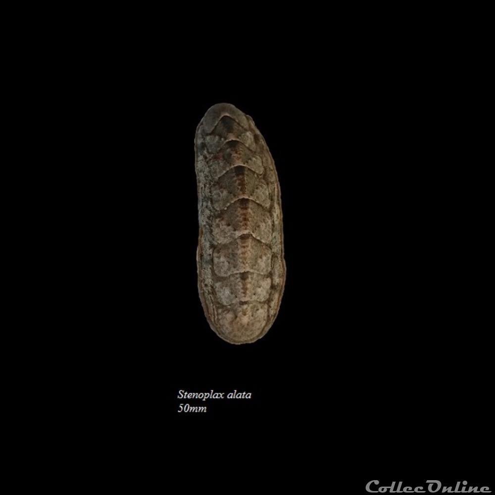 Stenoplax alata 50mm coquillage fossile polyplacophora stenoplax alata 50mm