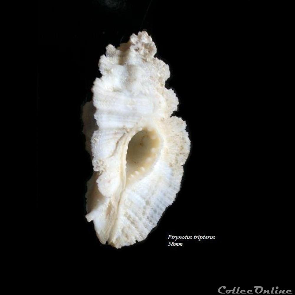 Pterynotus tripterus 58mm coquillage fossile gastropodum pterynotus tripterus 58mm