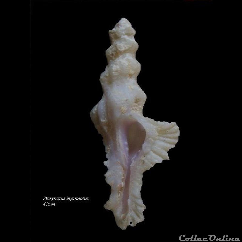 Pterynotus bipinnatus 41mm coquillage fossile gastropodum pterynotus bipinnatus 41mm