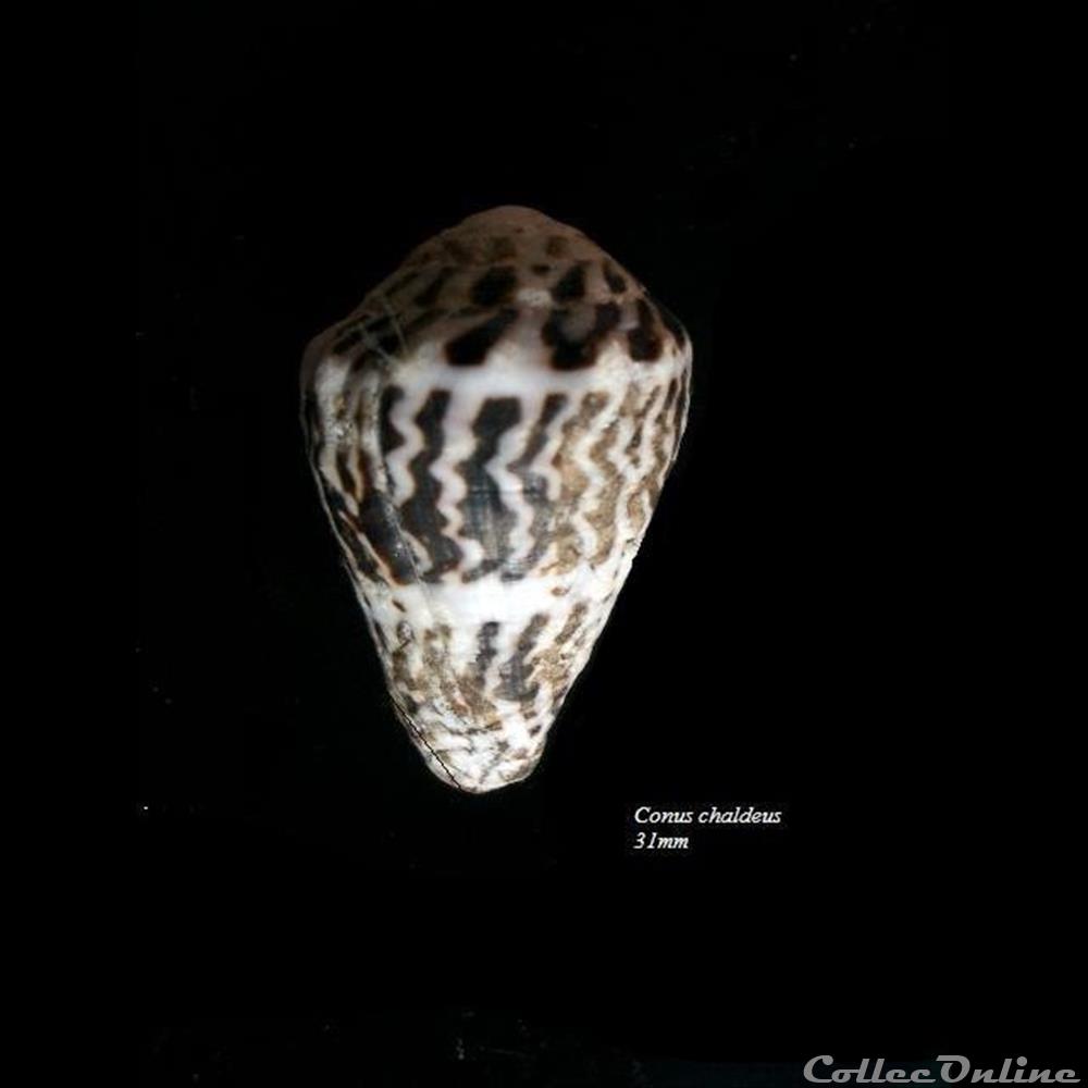 Conus chaldeus 31mm coquillage fossile gastropodum conus chaldeus 31mm
