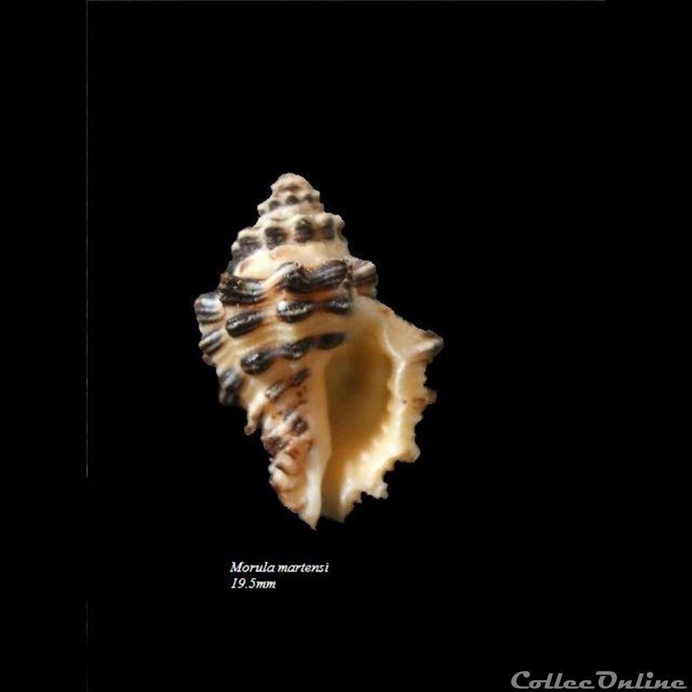 Morula martensi 19.5mm coquillage fossile gastropodum morula martensi 19 5mm