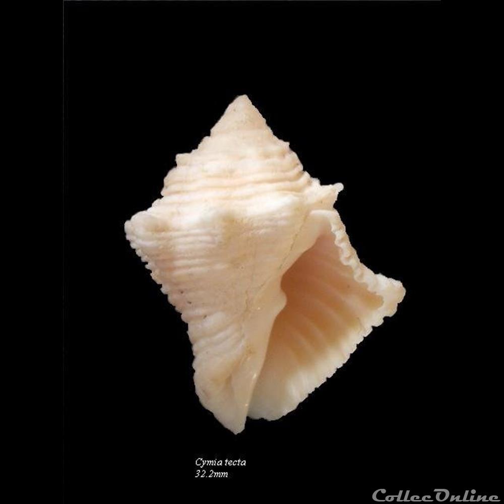 Cymia tecta 32.2mm coquillage fossile gastropodum cymia tecta 32 2mm
