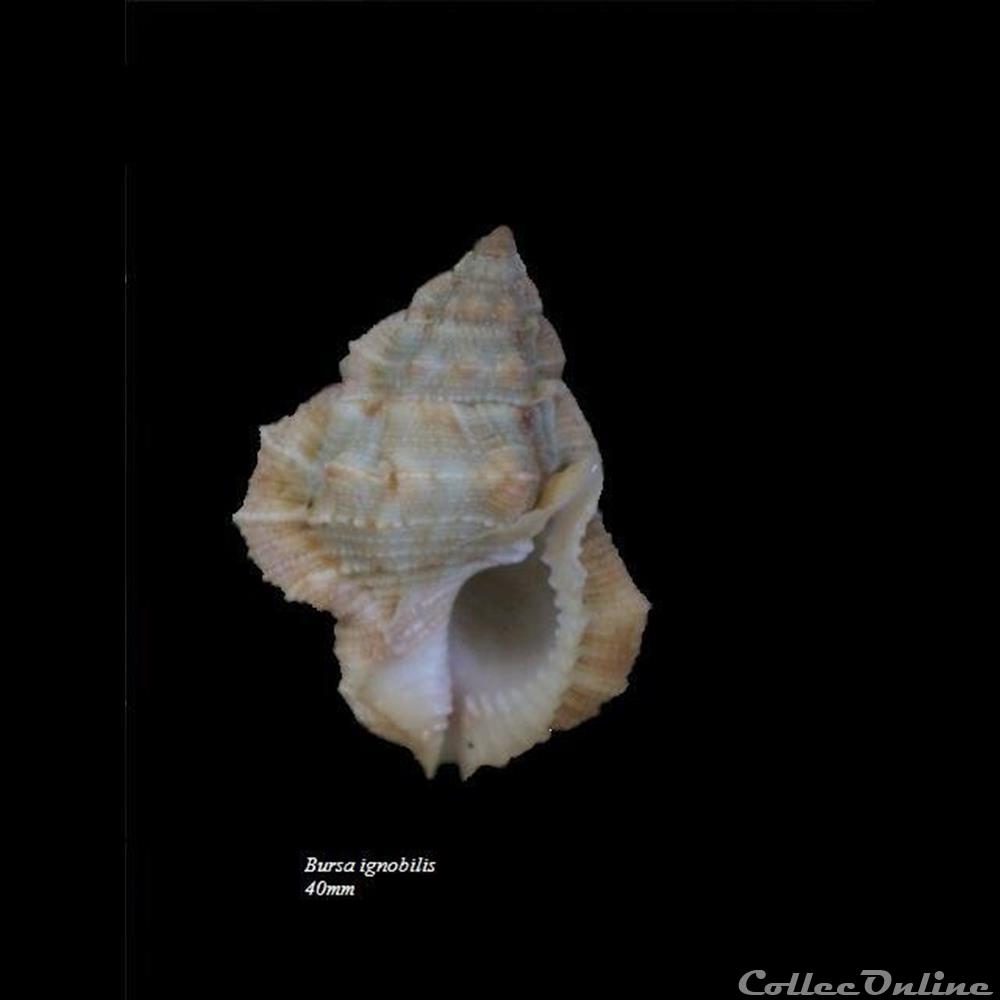 Bursa ignobilis 40mm coquillage fossile gastropodum bursa ignobilis 40mm
