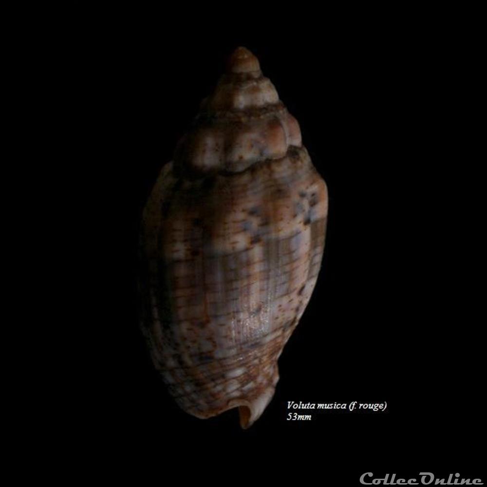 Voluta musica 53mm coquillage fossile gastropodum voluta musica 53mm