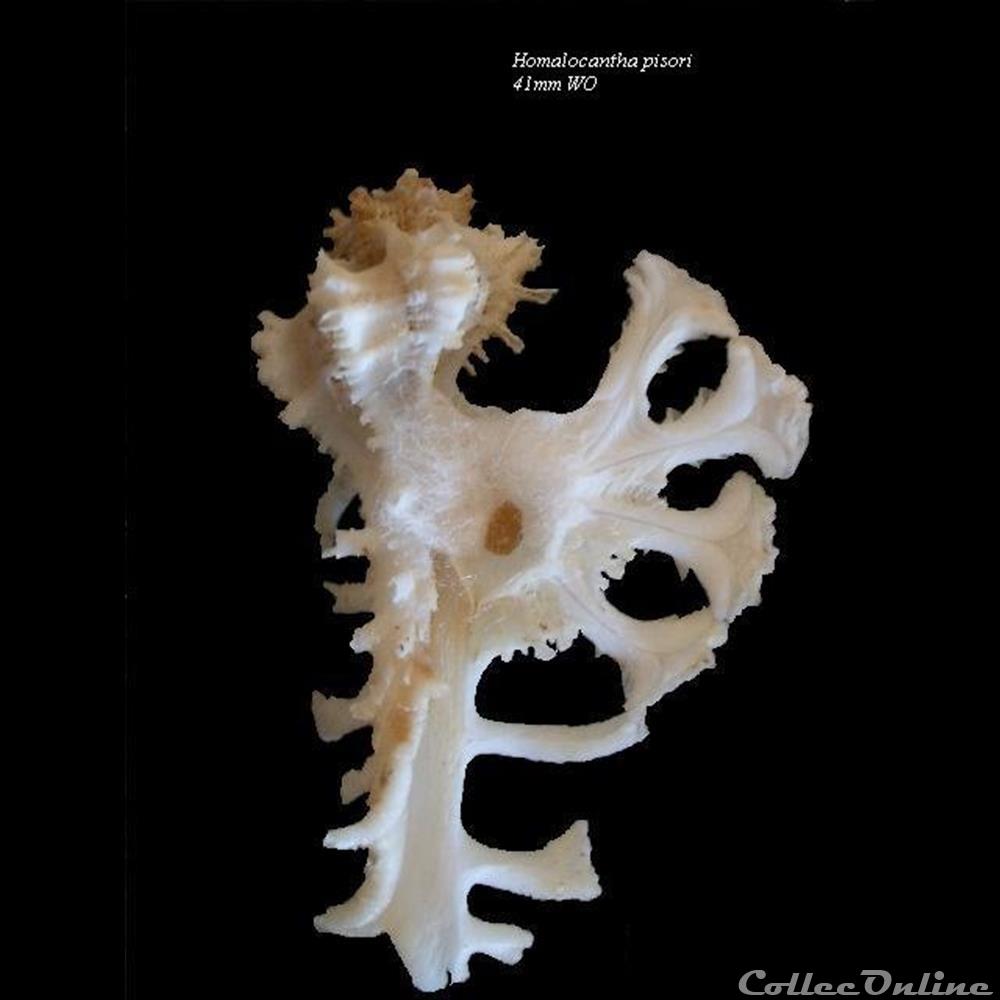 coquillage fossile gastropodum homalocantha pisori 41mm wo forme blanche