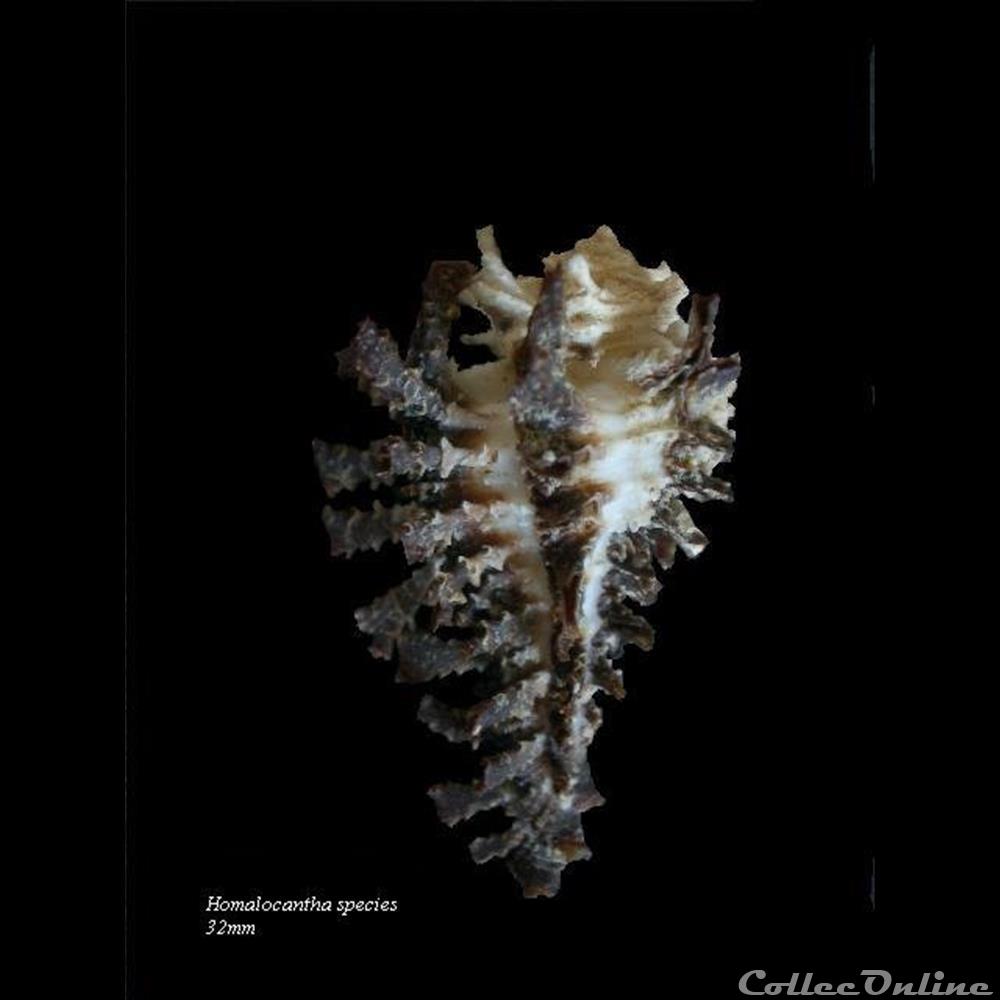 Homalocantha sp 40mm coquillage fossile gastropodum homalocantha sp 40mm
