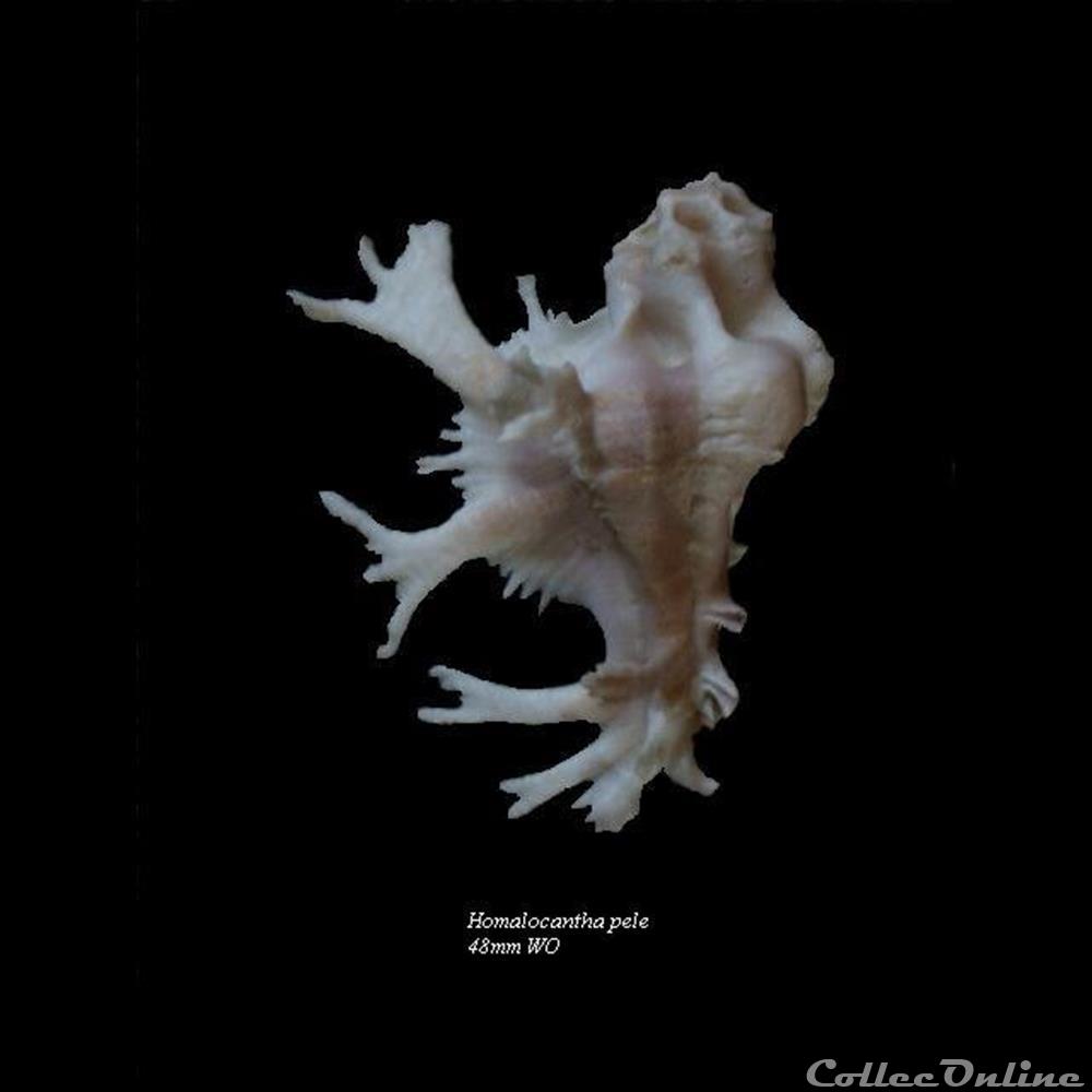 Homalocantha pele 48mm WO coquillage fossile gastropodum homalocantha pele 48mm wo