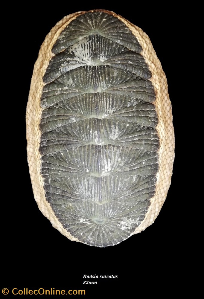 coquillages fossiles polyplacophora radsia sulcatus 82mm