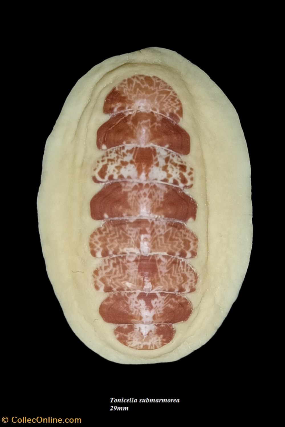 Tonicella submarmorea 29mm coquillages fossiles polyplacophora tonicella submarmorea 29mm