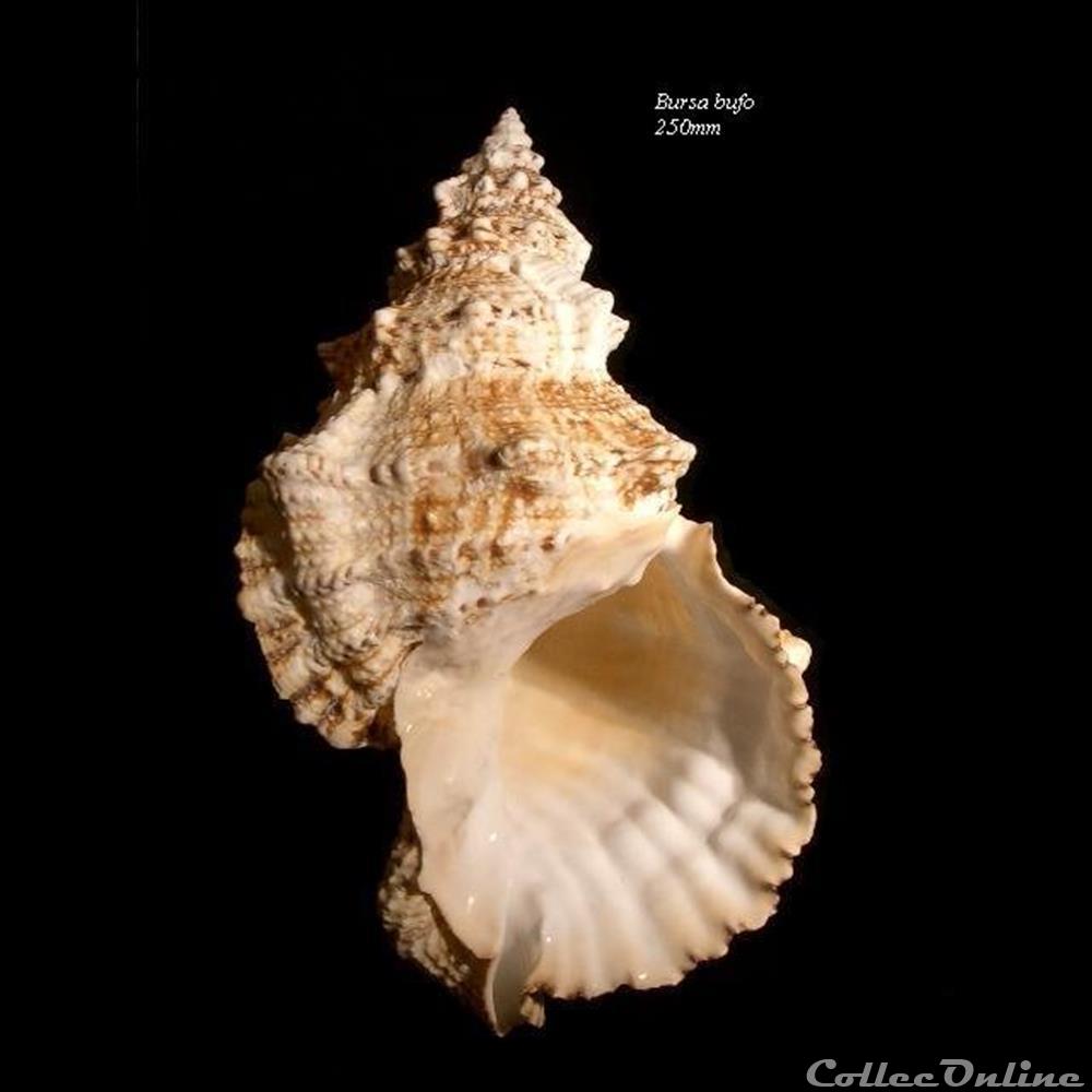 Bursa bufo 250mm coquillage fossile gastropodum bursa bufo 250mm