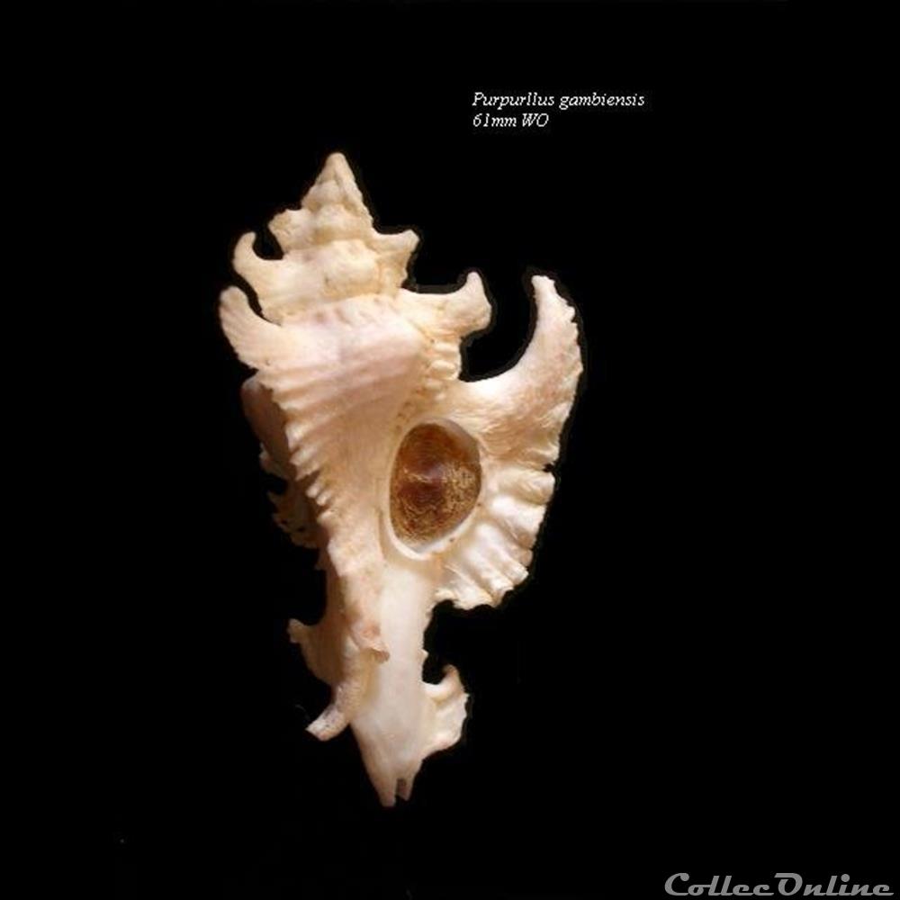 Purpurellus gambiensis 61mm WO coquillage fossile gastropodum purpurellus gambiensis 61mm wo