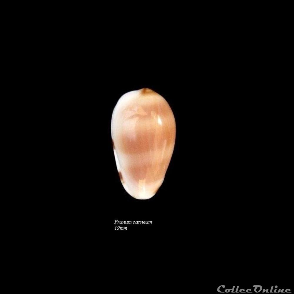 Prunum carneum 19mm coquillage fossile gastropodum prunum carneum 19mm