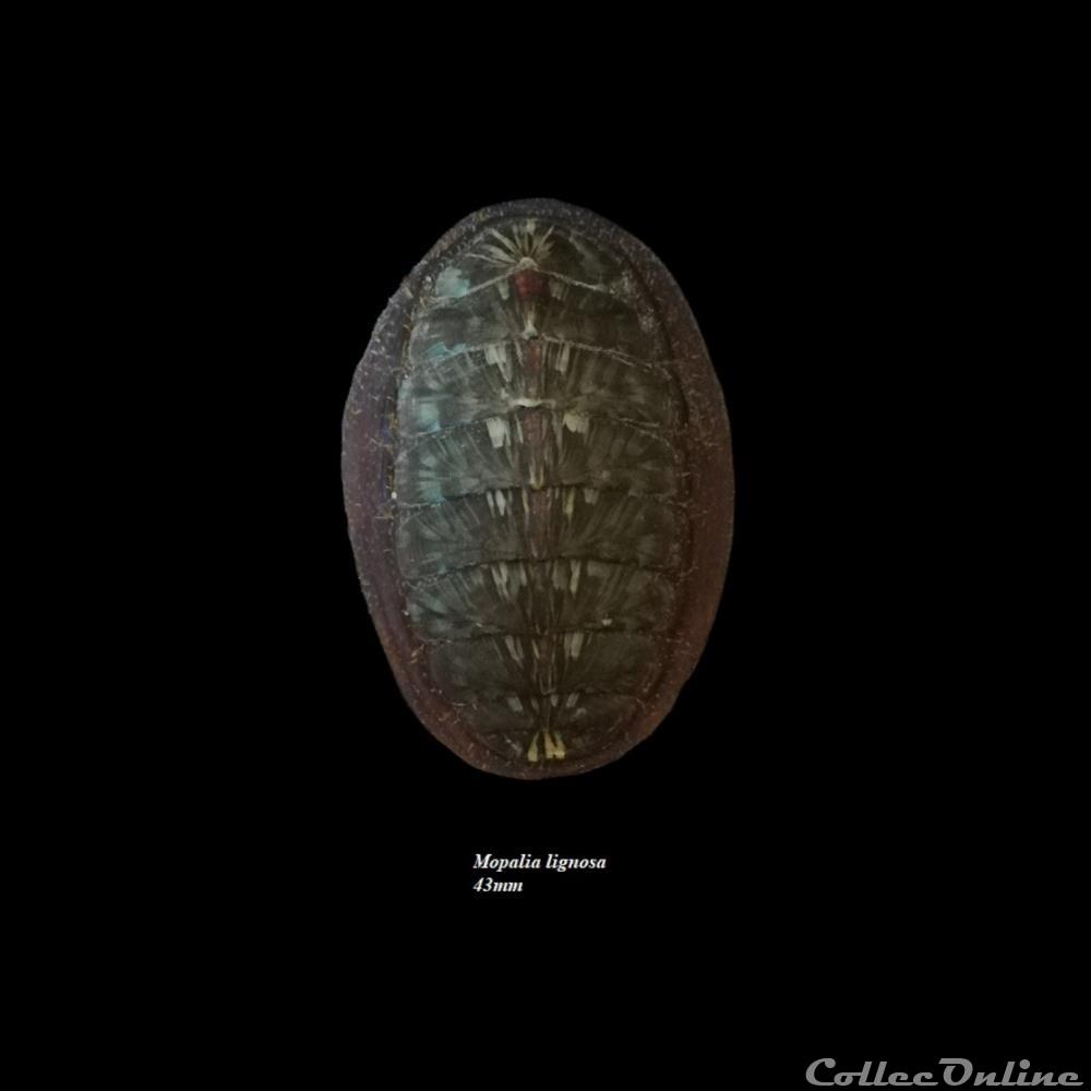 Mopalia lignosa 43mm coquillage fossile polyplacophora mopalia lignosa 43mm