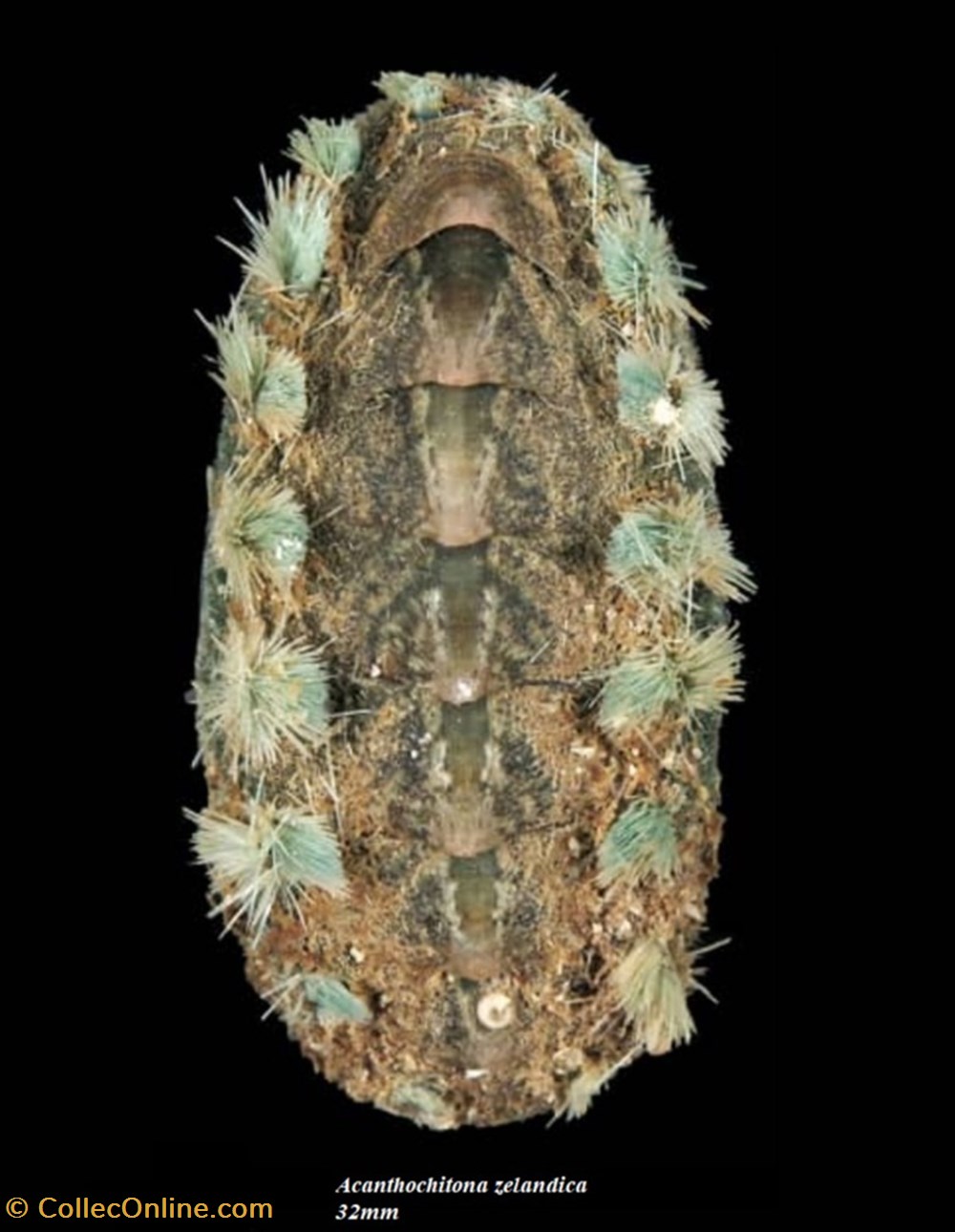 coquillages fossiles polyplacophora acanthochitona zelandica 32mm