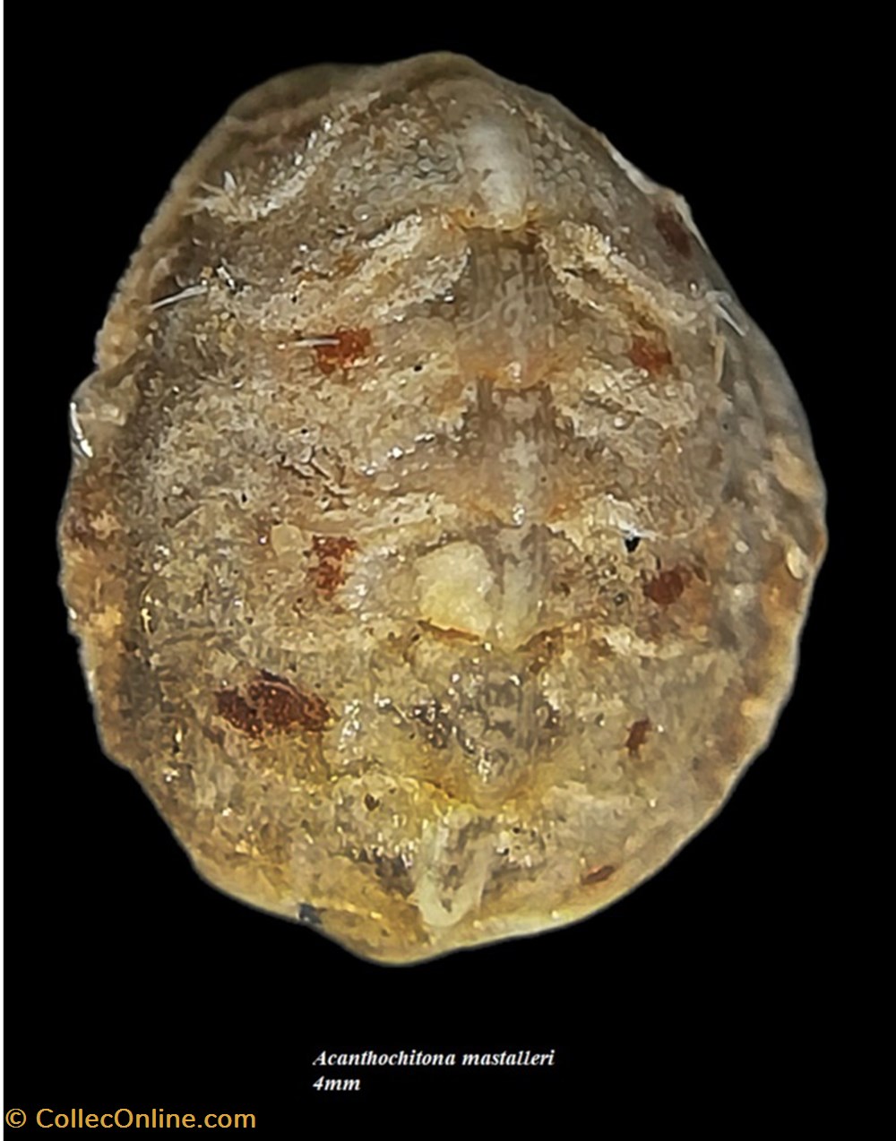 coquillages fossiles polyplacophora acanthochitona mastalleri 4mm