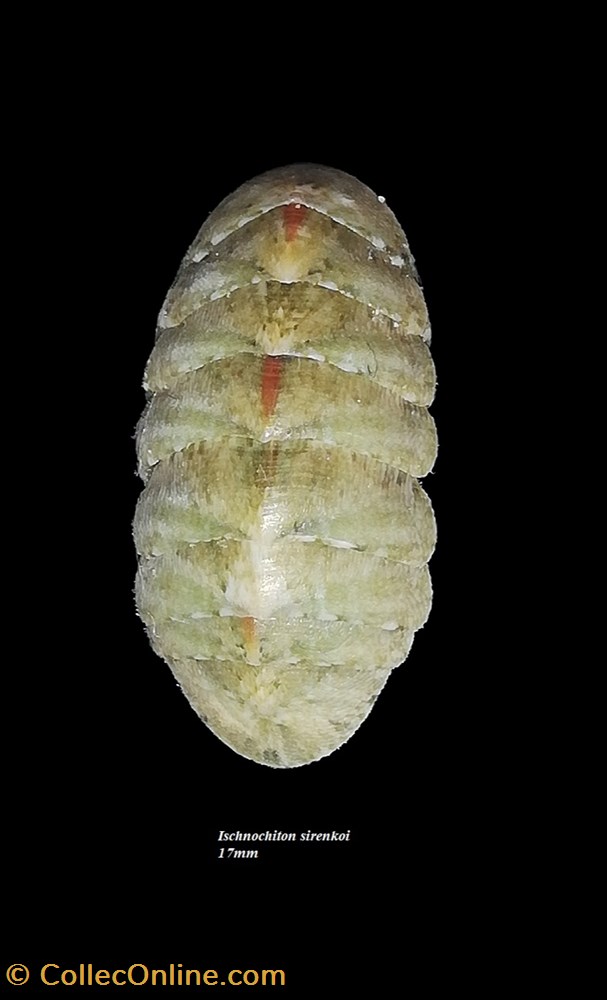 Ischnochiton sirenkoi 17mmm coquillages fossiles polyplacophora ischnochiton sirenkoi 17mmm