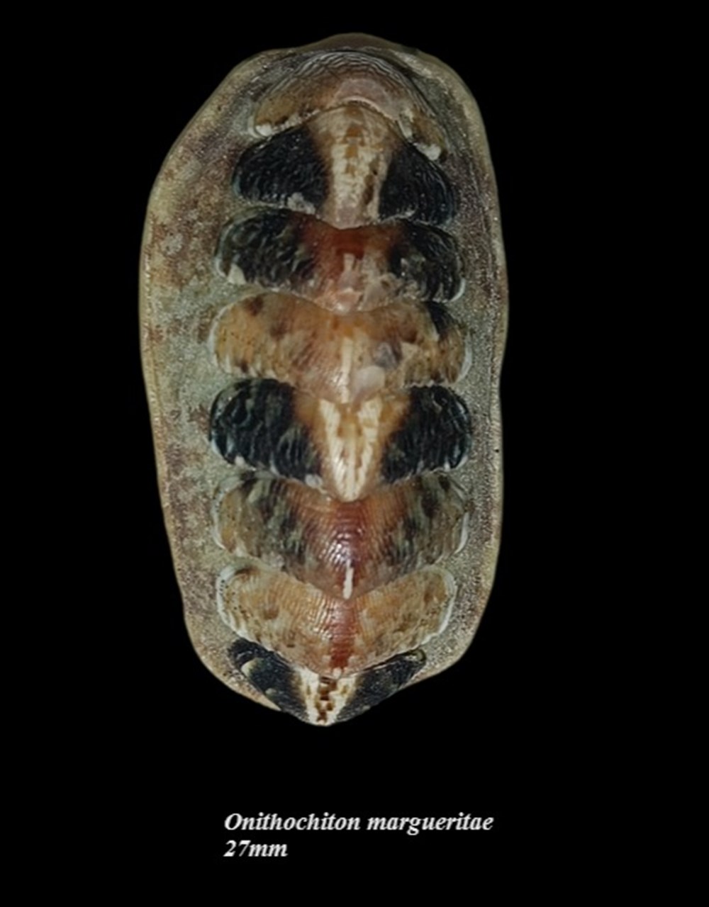 Onithochiton margueritae 27mm coquillages fossiles polyplacophora onithochiton margueritae 27mm