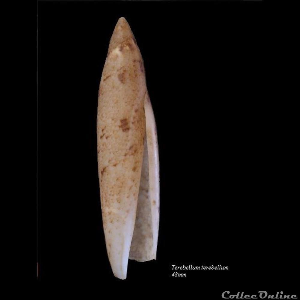 Terebellum terebellum 48mm coquillage fossile gastropodum terebellum terebellum 48mm