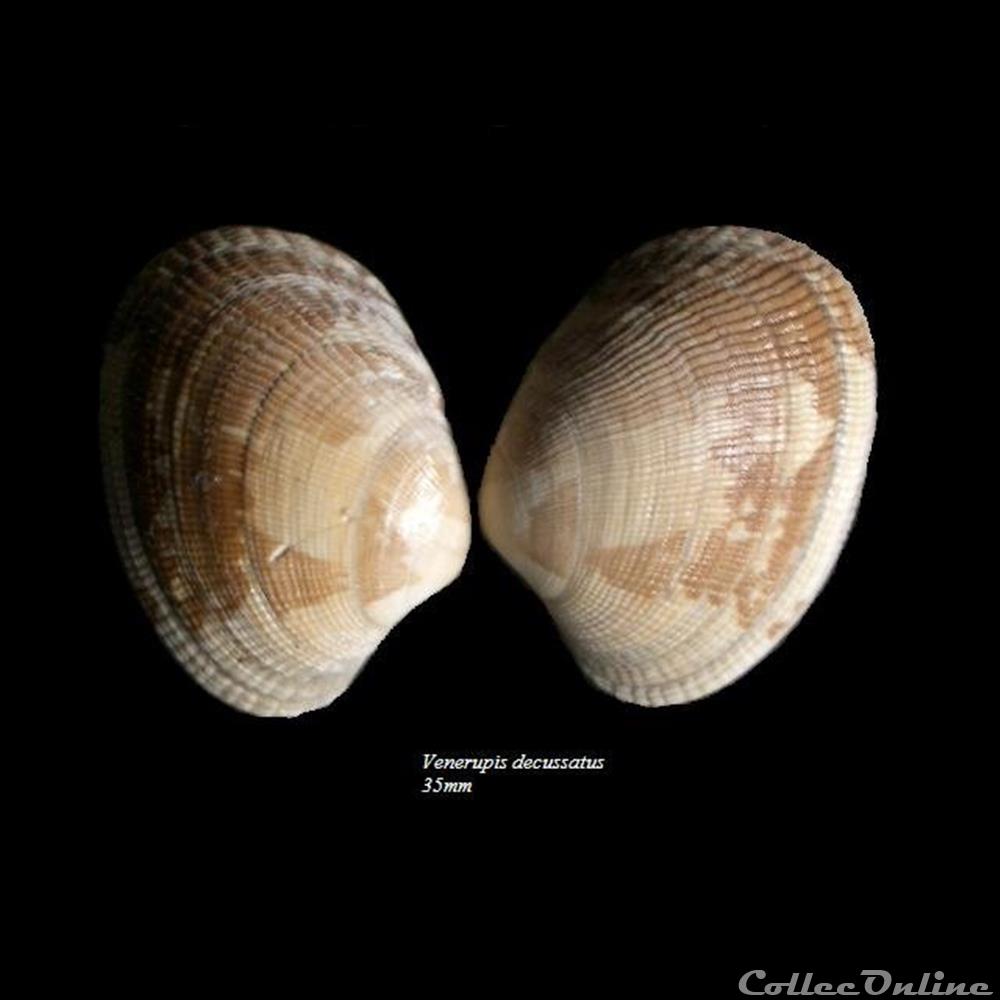 Venerupis decussatus 35mm coquillage fossile bivalvium venerupis decussatus 35mm
