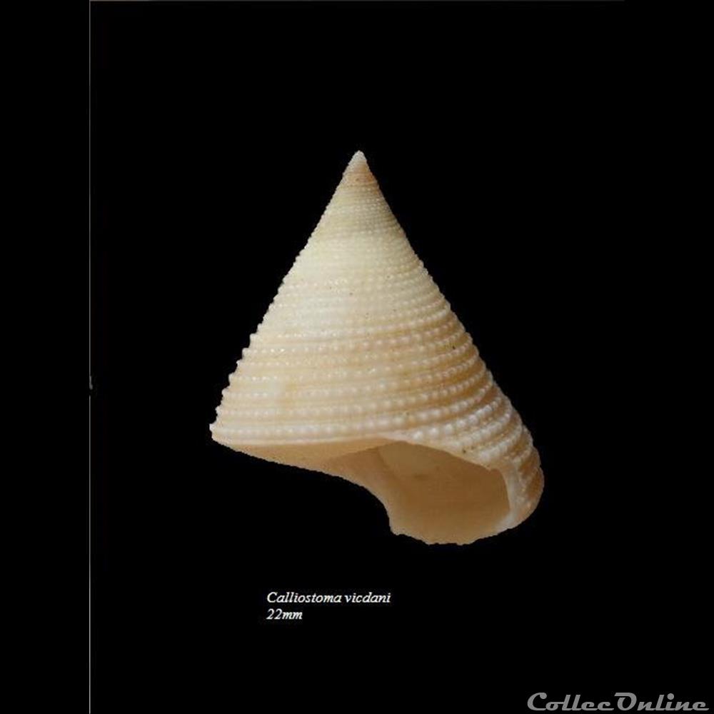 coquillage fossile gastropodum calliostoma vicdani 22mm