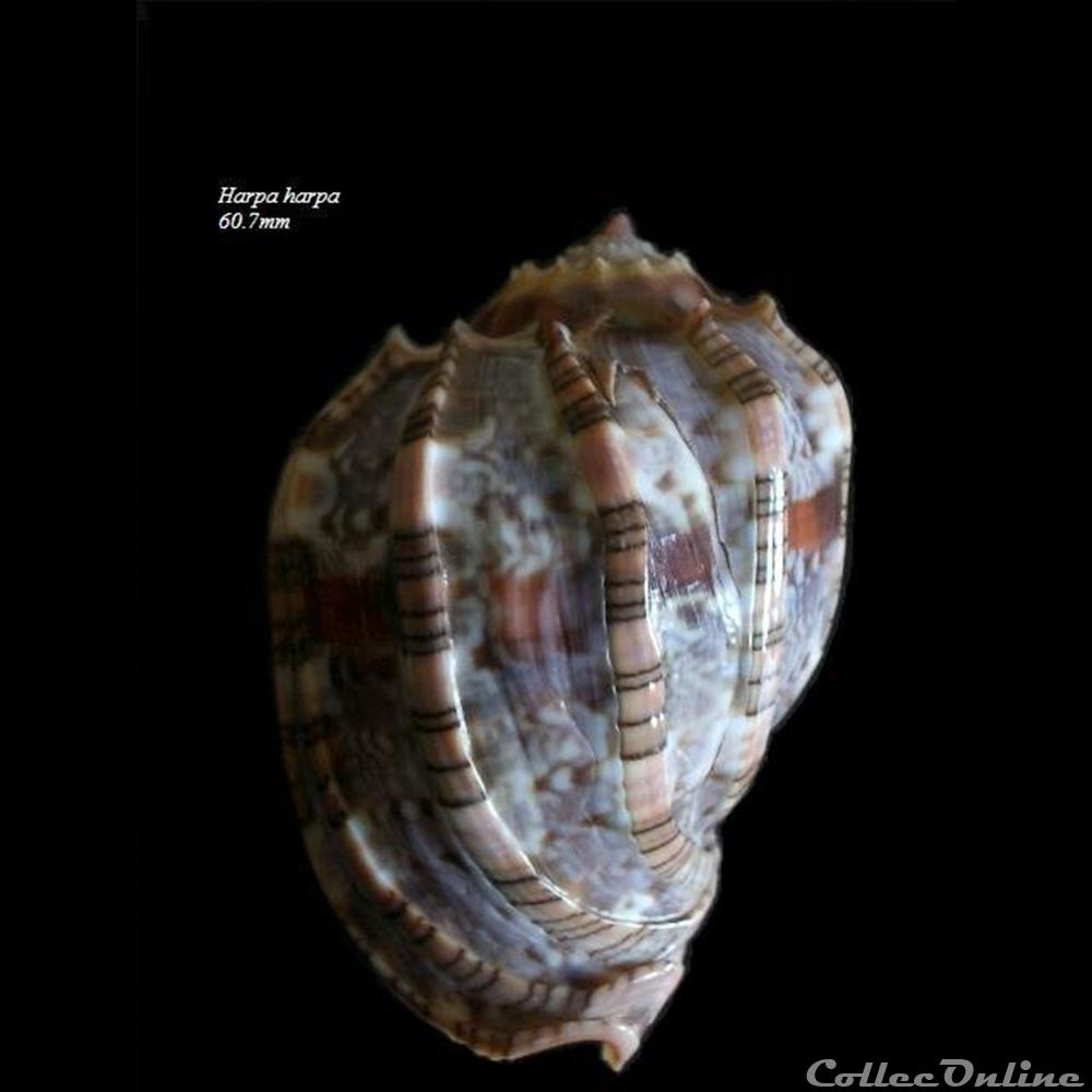 Harpa harpa 60.7mm coquillage fossile gastropodum harpa harpa 60 7mm