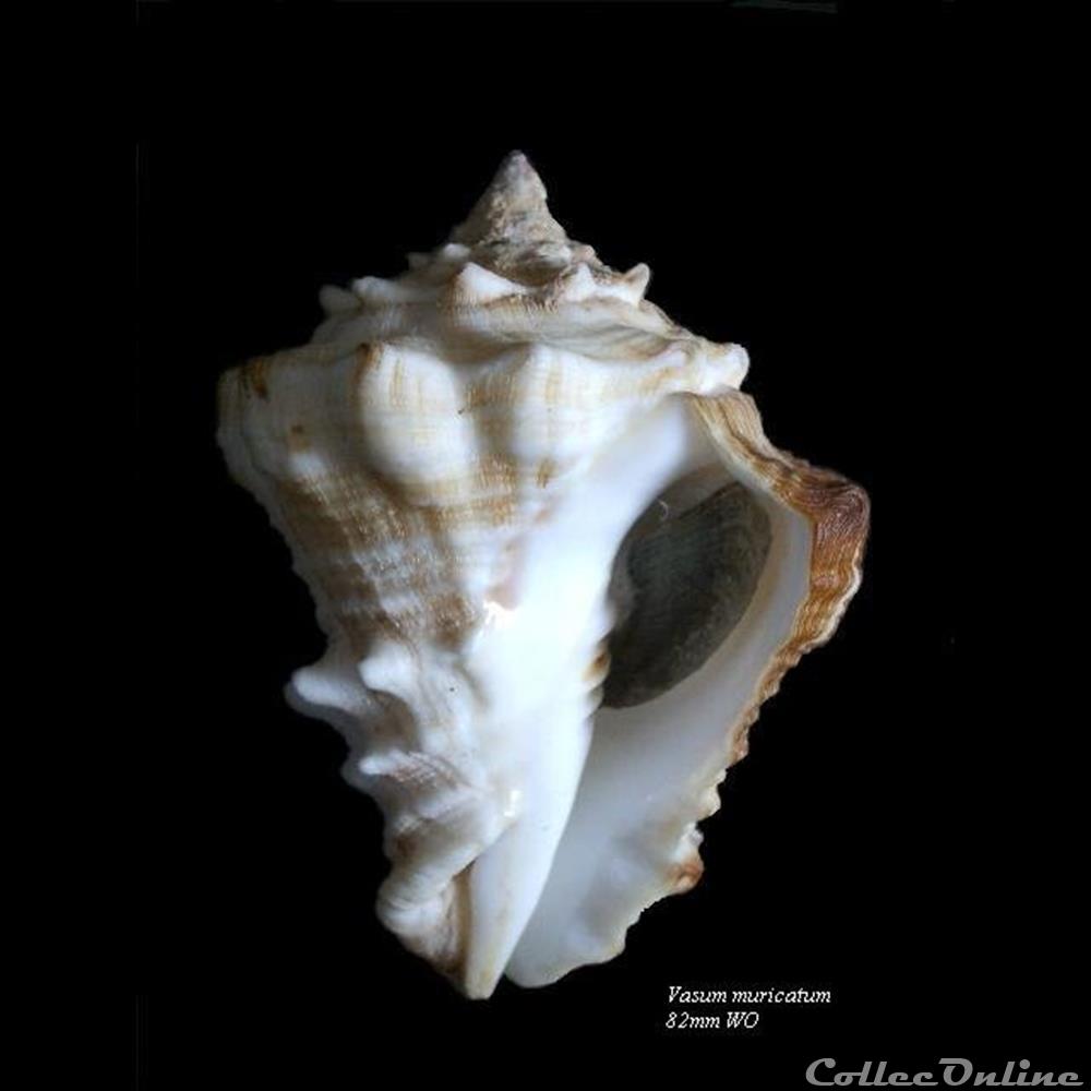 Vasum muricatum 82mm WO coquillage fossile gastropodum vasum muricatum 82mm wo