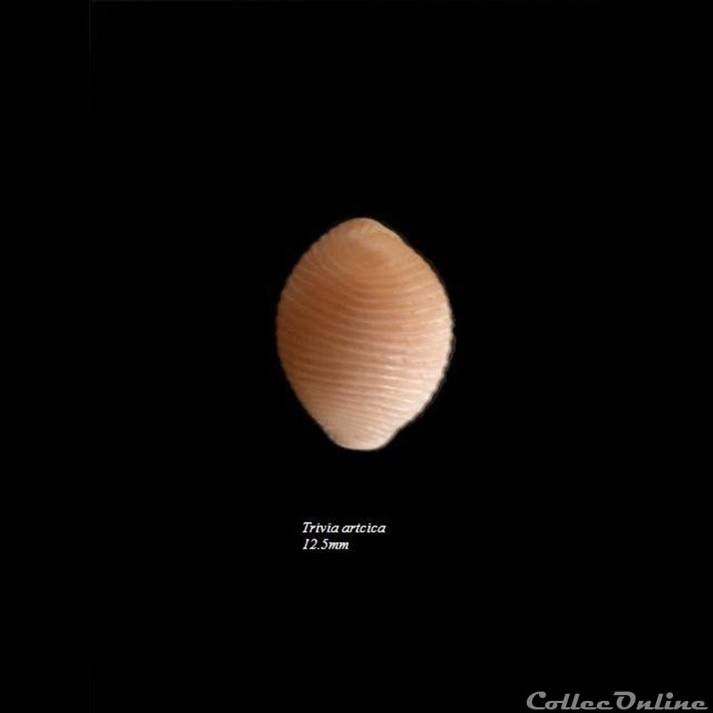 Trivia artica 12.5mm coquillage fossile gastropodum trivia artica 12 5mm
