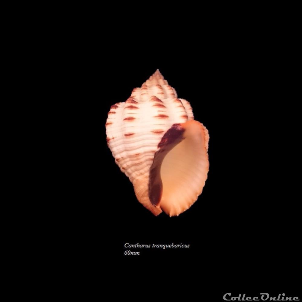 Cantharus tranquebaricus 60mm coquillage fossile gastropodum cantharus tranquebaricus 60mm