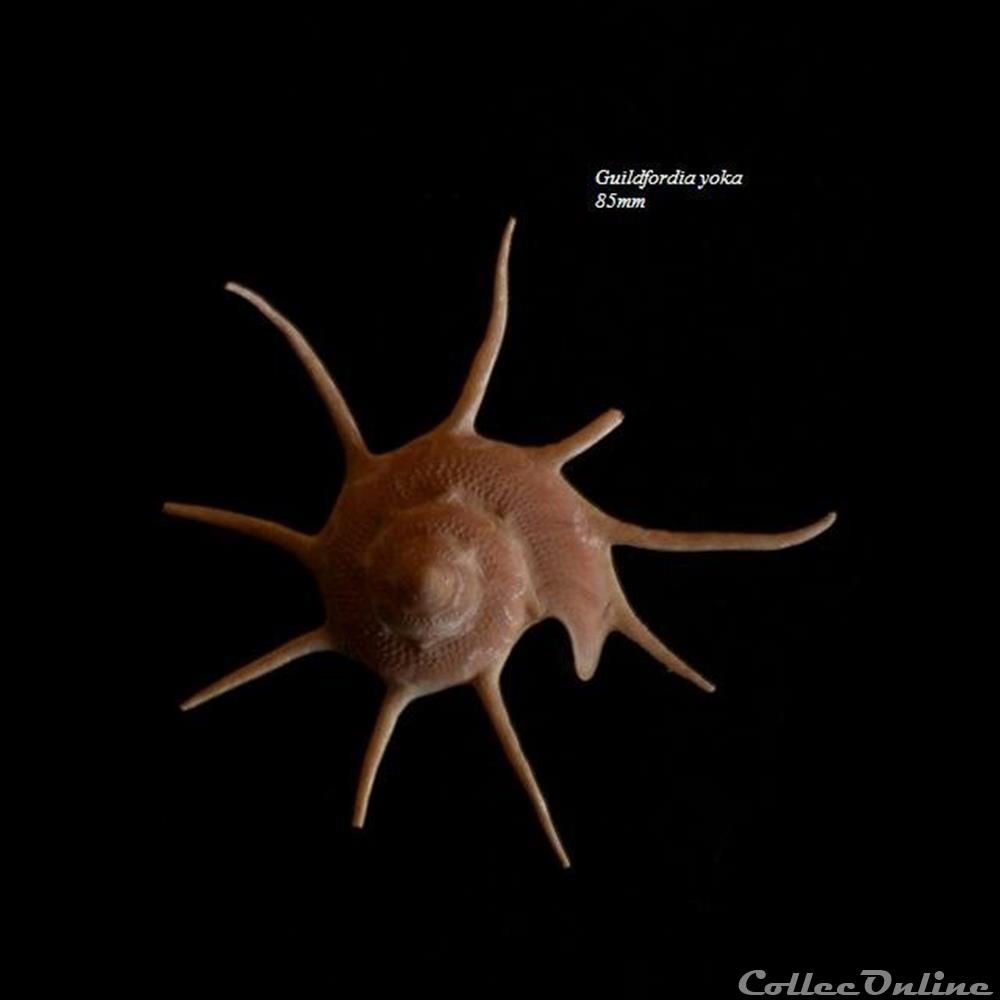 Guildfordia yoka 85mm coquillage fossile gastropodum guildfordia yoka 85mm