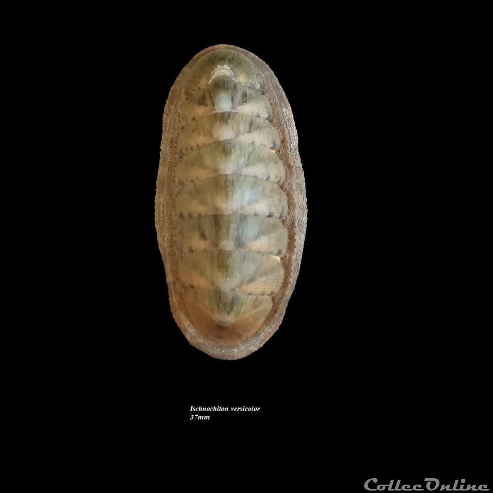 Ischnochiton versicolor 37mm coquillage fossile polyplacophora ischnochiton versicolor 37mm
