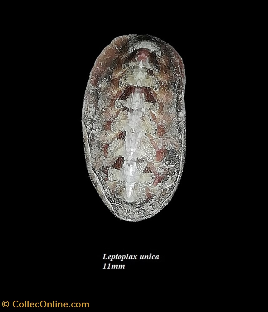 Leptoplax unica 11mm coquillages fossiles polyplacophora leptoplax unica 11mm
