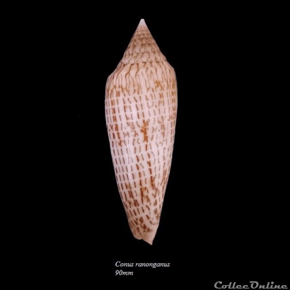 Conus ranonganus 90mm coquillage fossile gastropodum conus ranonganus 90mm