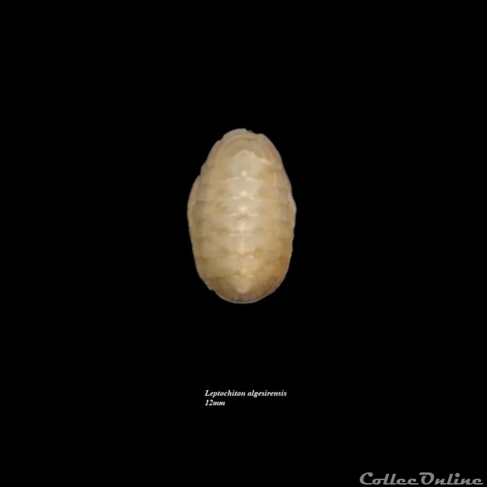 Leptochiton algesirensis 12mm coquillage fossile polyplacophora leptochiton algesirensis 12mm