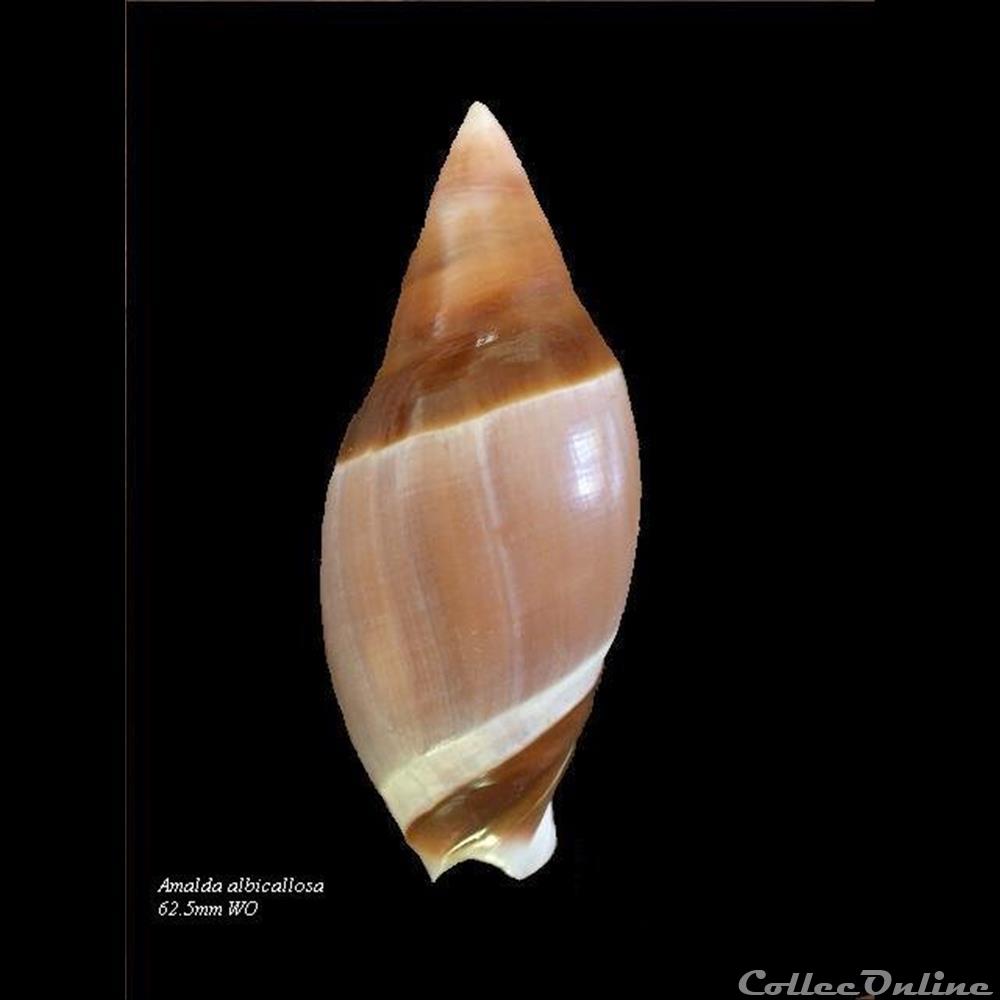 Amalda albicallosa 62.5mm WO coquillage fossile gastropodum amalda albicallosa 62 5mm wo
