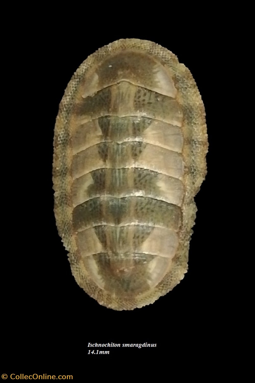 Ischnochiton smaragdinus 14.1mm coquillages fossiles polyplacophora ischnochiton smaragdinus 14 1mm
