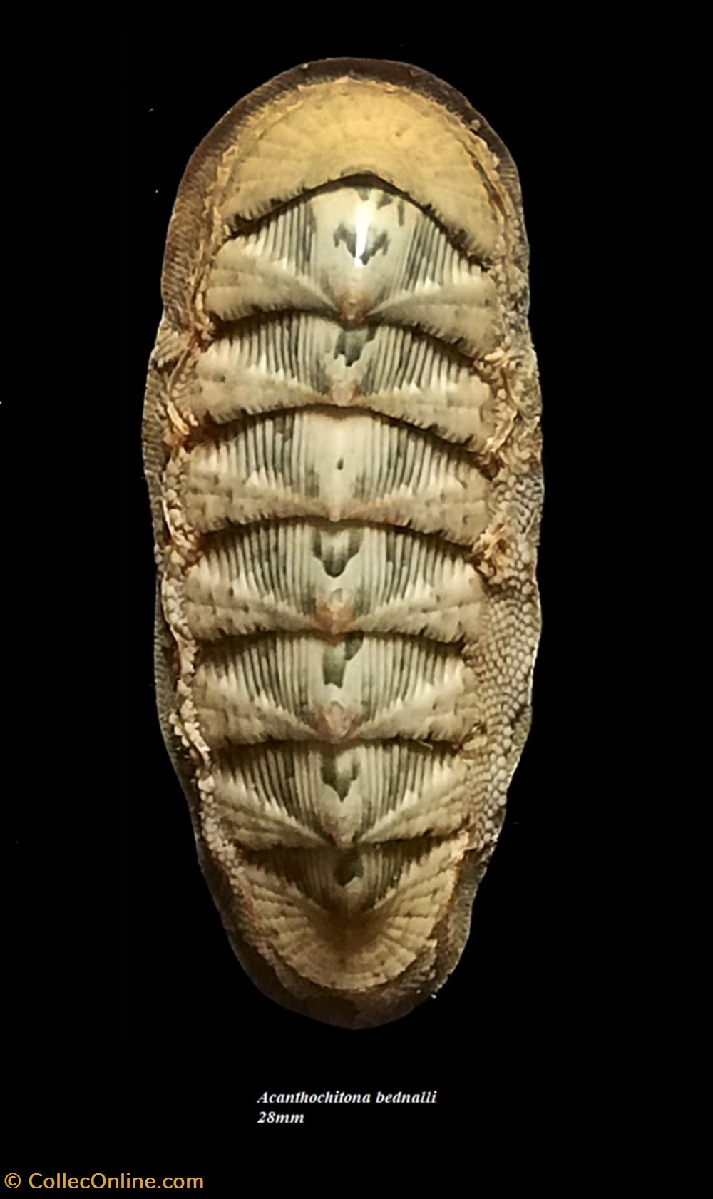 Rhyssoplax bednalli 28mm coquillages fossiles polyplacophora rhyssoplax bednalli 28mm