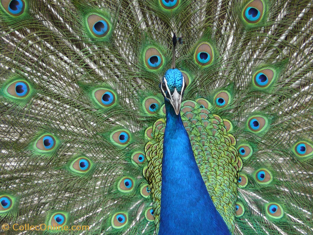 photographies 2008 06 20 leeds castle kent