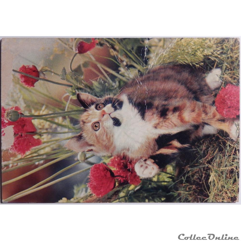 CP Animaux, chat carte postale poitou charente cp animaux chat