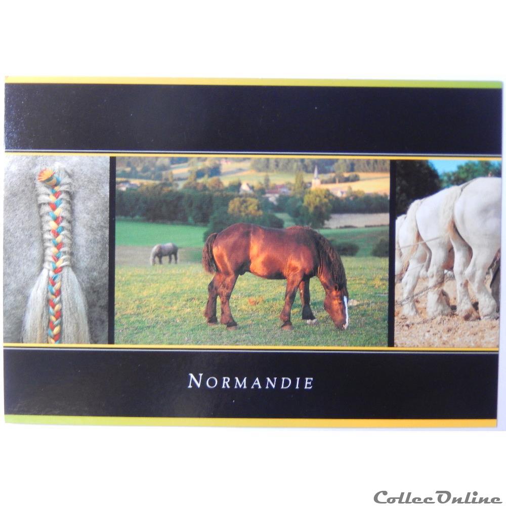 carte postale europe languedoc roussillon cp chevaux en normandie