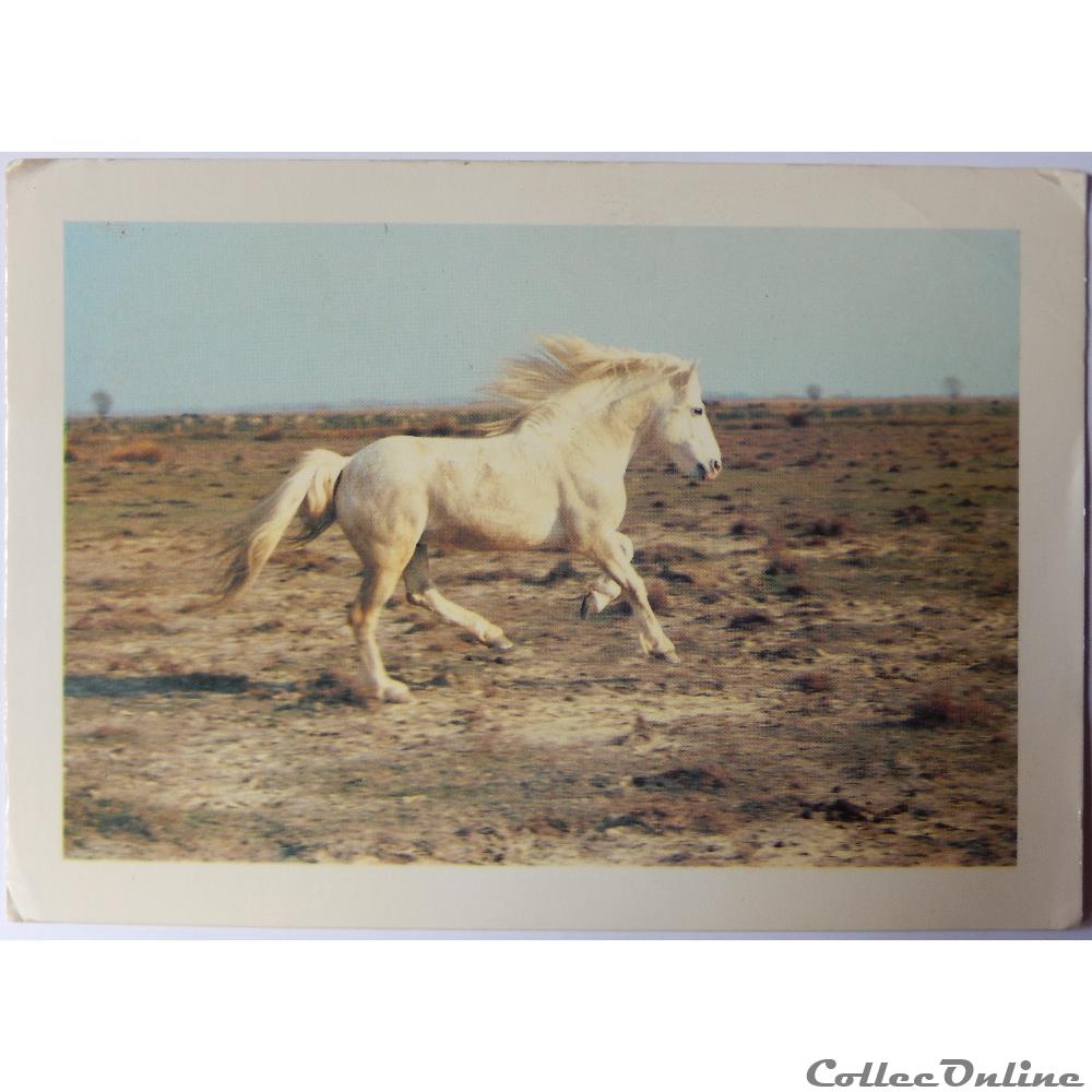 CP de la Camargue carte postale france provence cote azur cp de la camargue