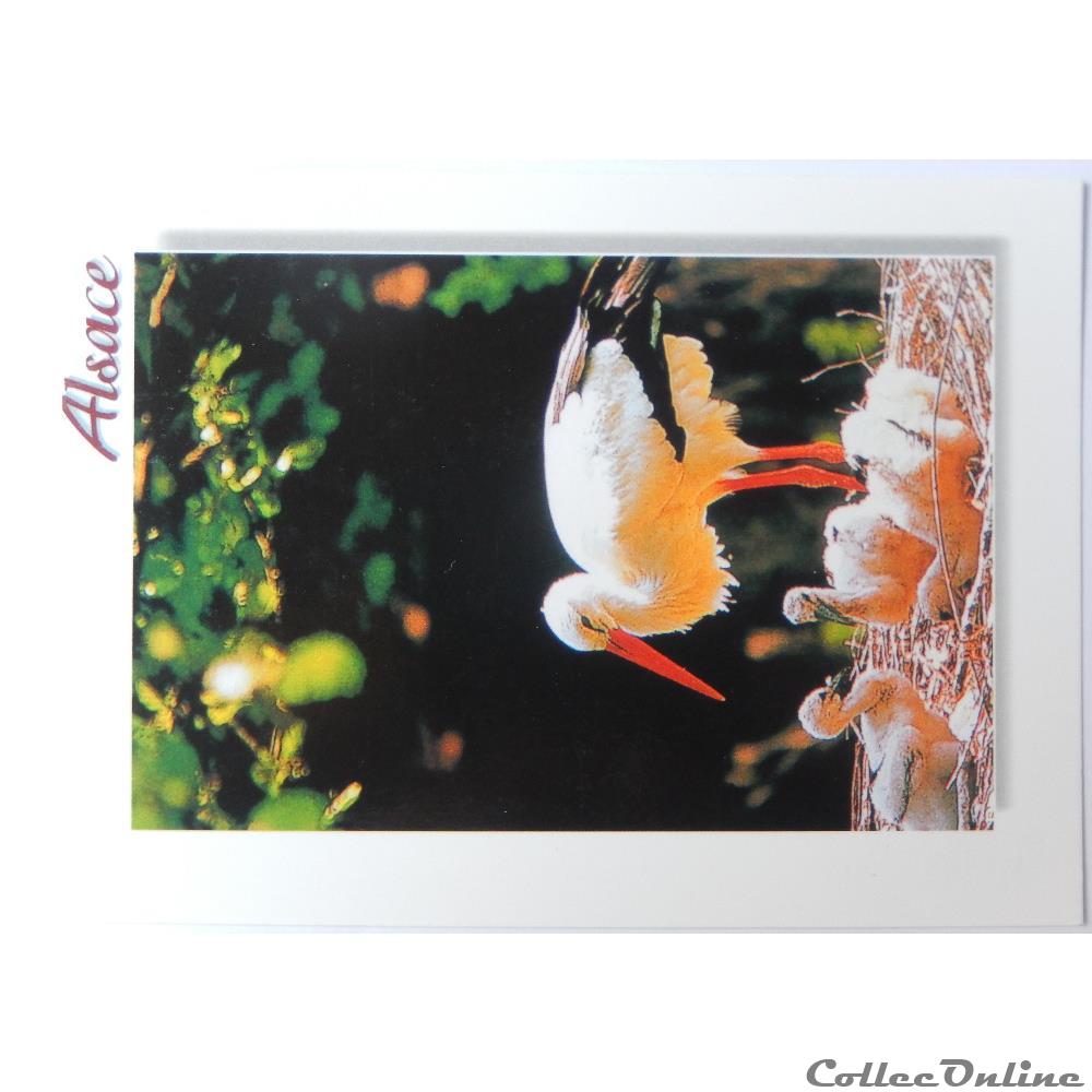 CP d'Alsace, nid de cigogne 3 carte postale france cp alsace nid de cigogne