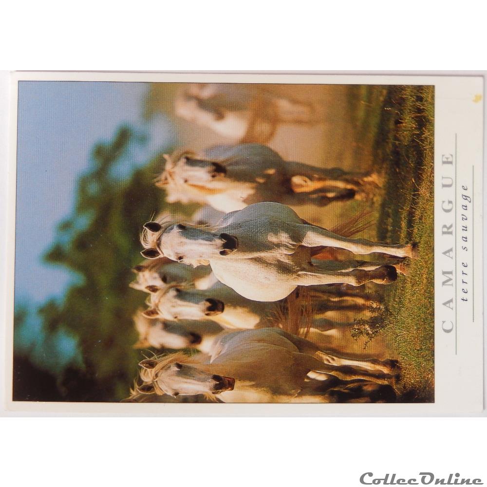 CP de la Camargue carte postale france provence cote azur cp de la camargue